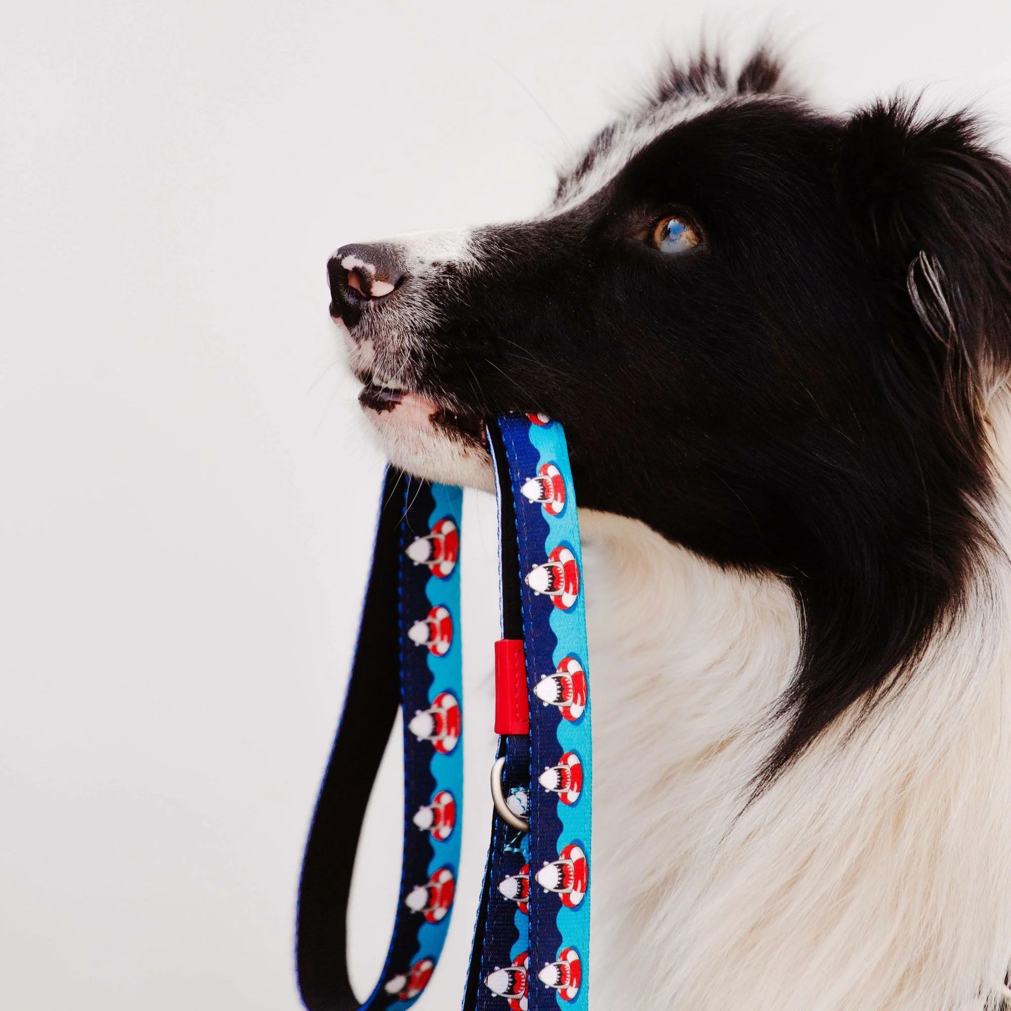 MAX & MOLLY ORIGINAL FRENZY THE SHARK CORREA - Imagen 4